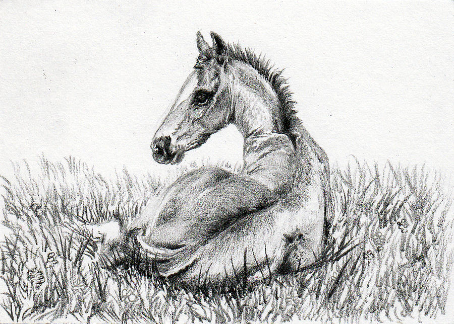 Foal's Delight Drawing by Dana John