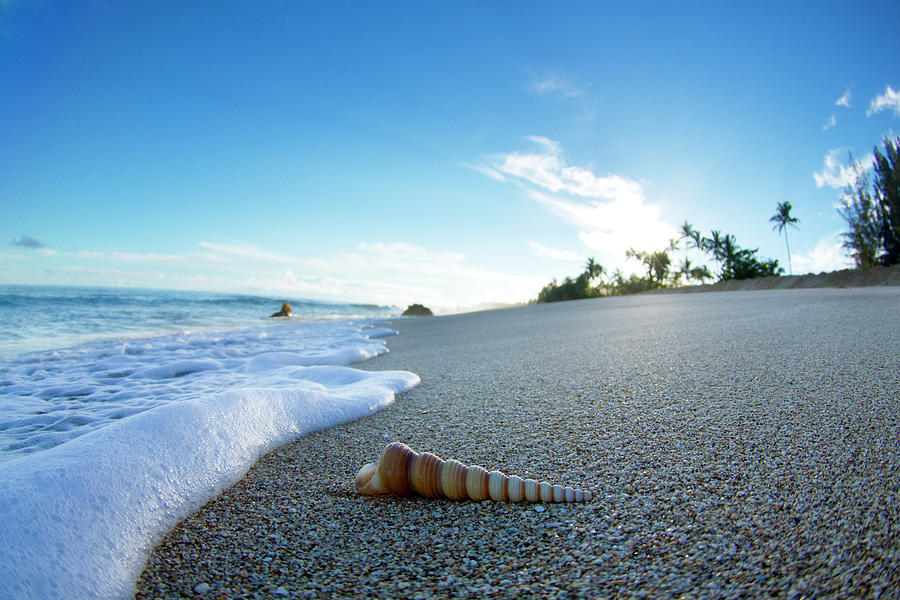 Beach Photograph - Foam and Twisty Shell. by Sean Davey