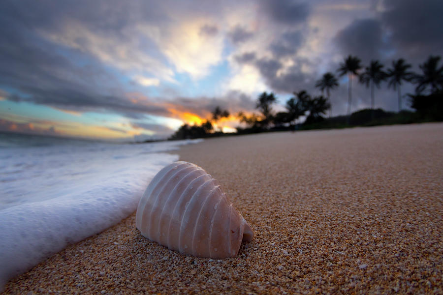 Beach Photograph - Foam Shell Surprise by Sean Davey