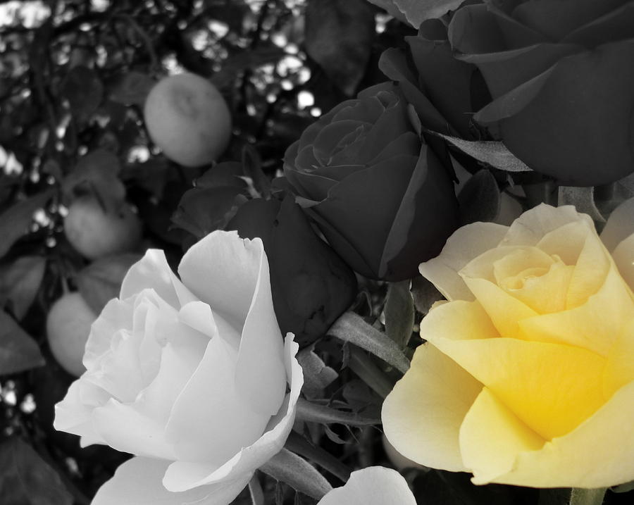 Rose Photograph - Focal Yellow Rose by Dianne Pettingell