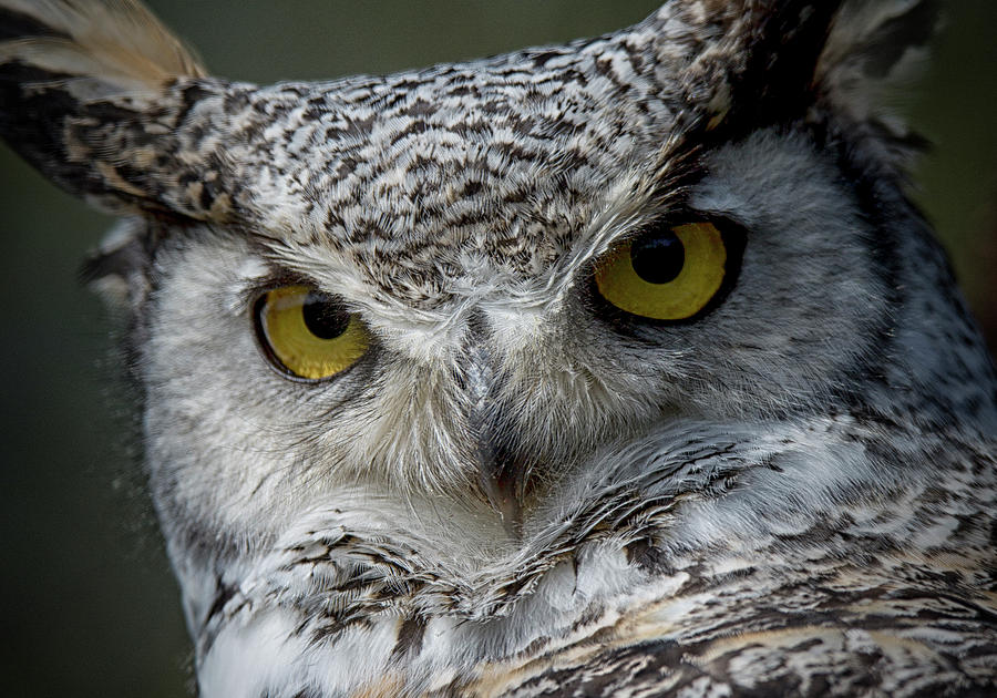 Owl Photograph - Focus 2 by Randy Hall
