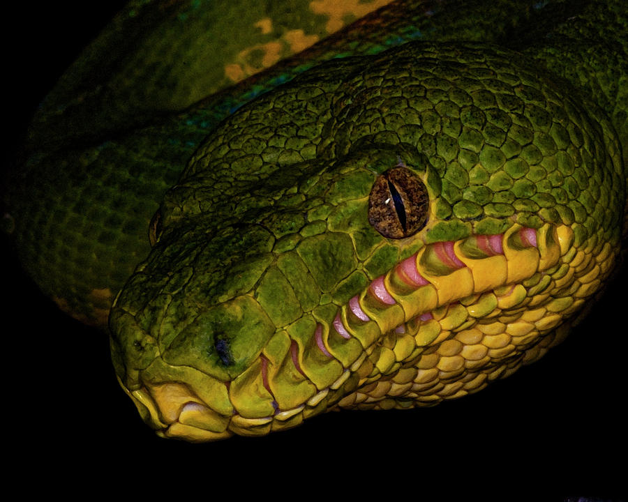 Focus - A Close Look at an Emerald Boa Constrictor Photograph by Mitch Spence