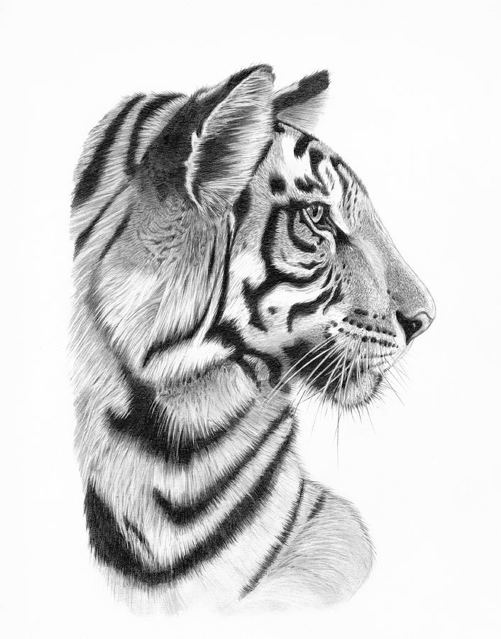 Wildlife Drawing - Focus by Kern Frost