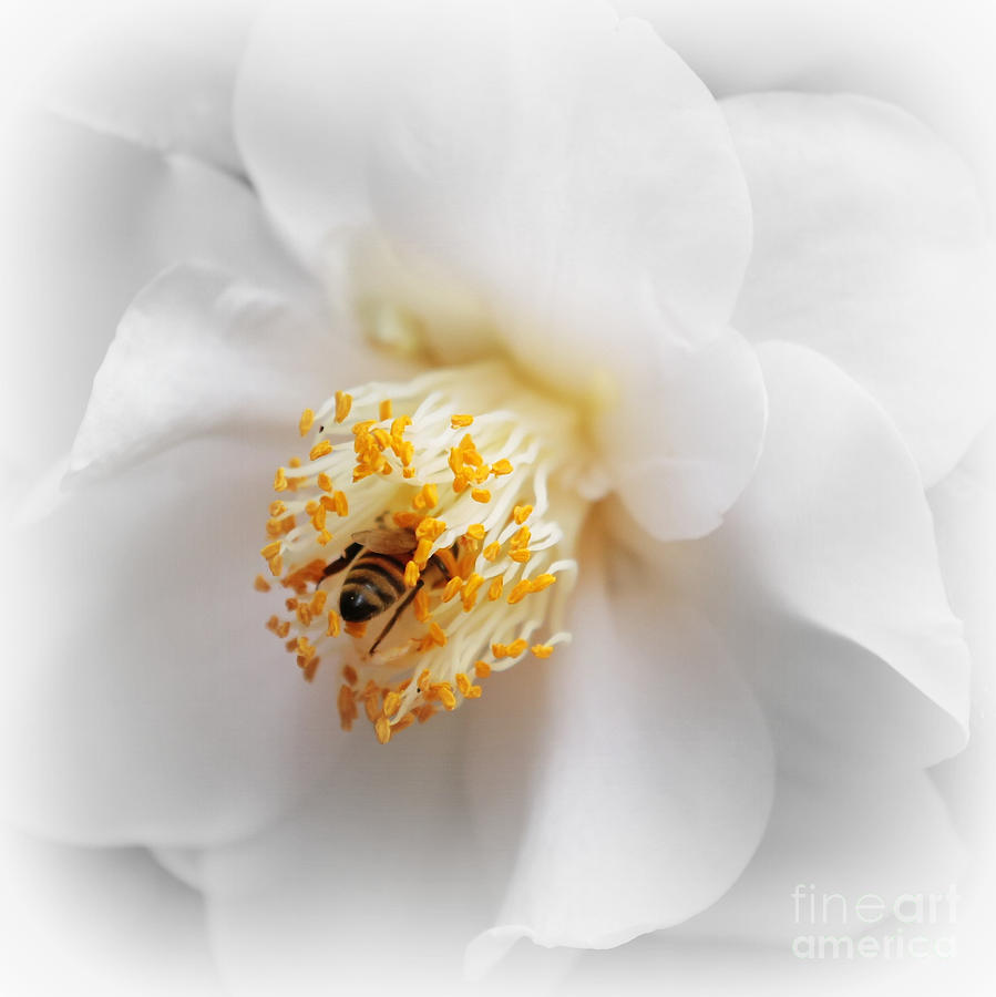 Nature Photograph - Focus on Bee in White Camellia by Carol Groenen