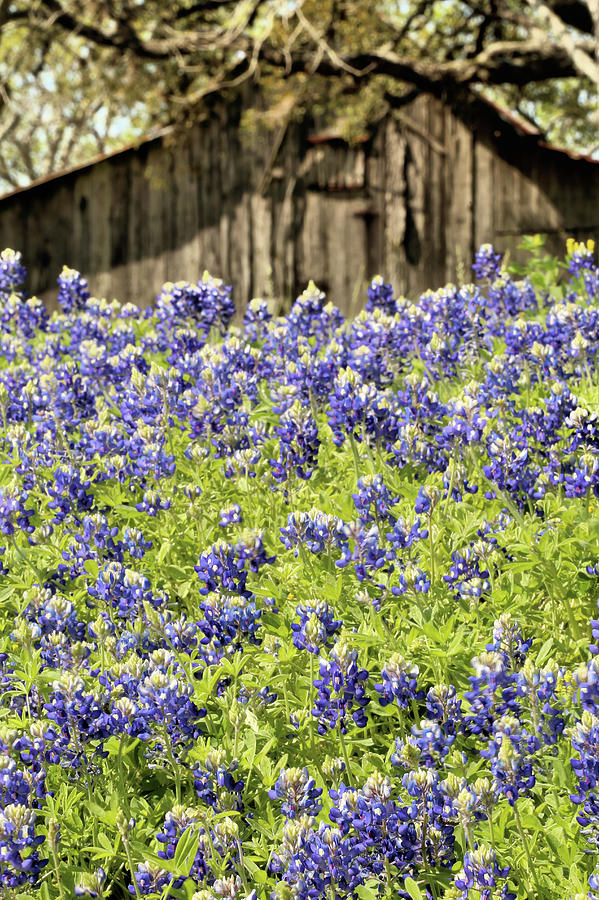 Focus on Bluebonnets Photograph by JC Findley