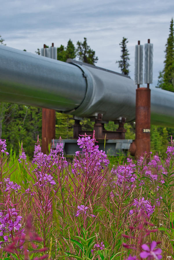 Focus on Fireweed - TransAlaska Pipeline Photograph by Cathy Mahnke
