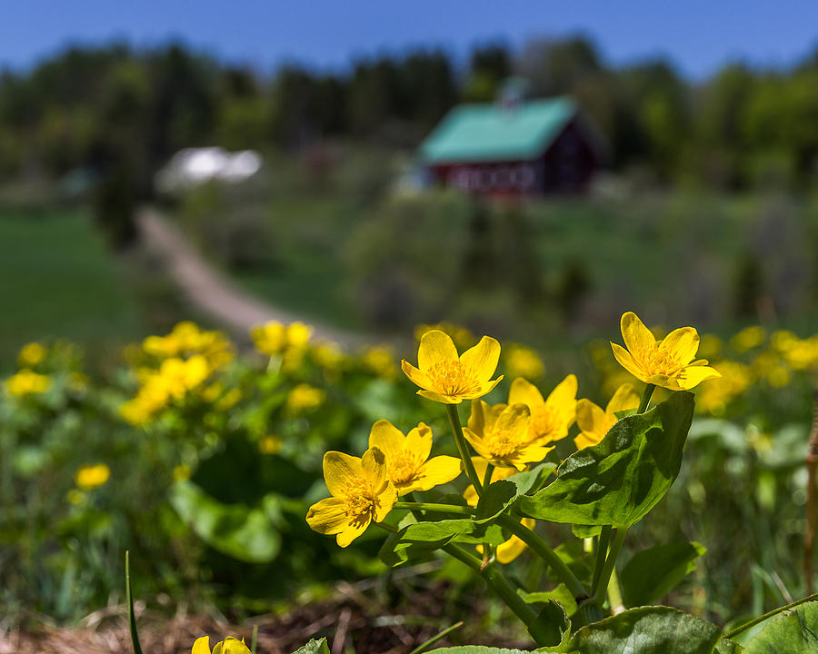 Focused Marsh Marigolds Photograph by Tim Kirchoff
