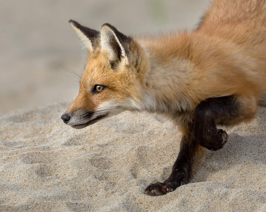 Fox Photograph - Focused Fox by Bill Wakeley