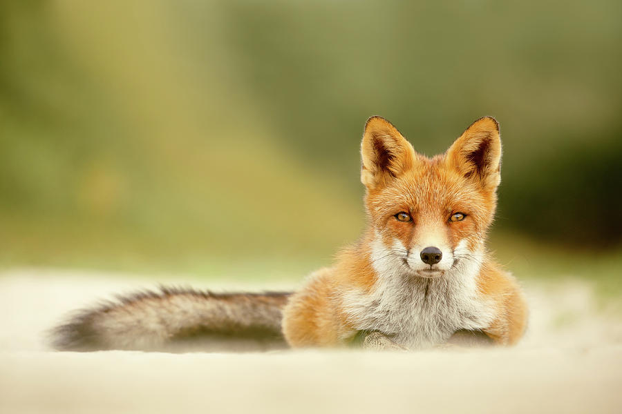 Focused Fox Photograph by Roeselien Raimond - Fine Art America