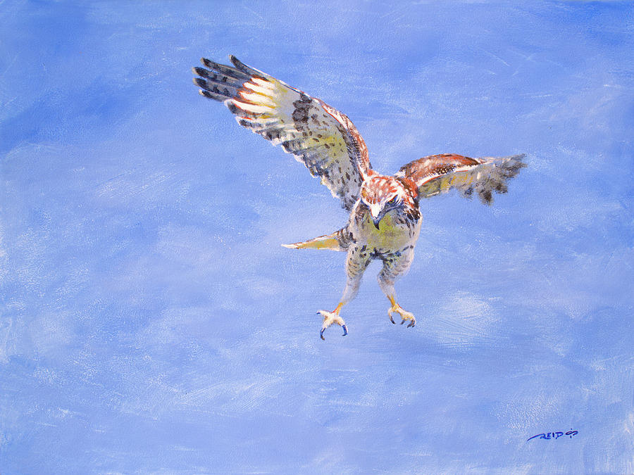 Focused Hawk Painting by Christopher Reid