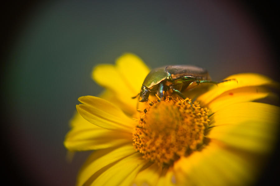 Focused June Beetle Photograph By Douglas Barnett Fine Art America