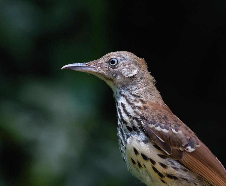 Focused, Juvenile Brown Thrasher, Toxostoma rufum Photograph by Christy Cox