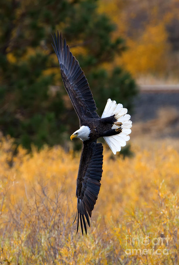 Eagle Photograph - Focused Turn by Michael Dawson