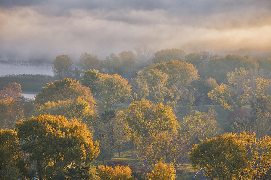 Fog Above Trees at Sunrise Photograph by Marc Crumpler