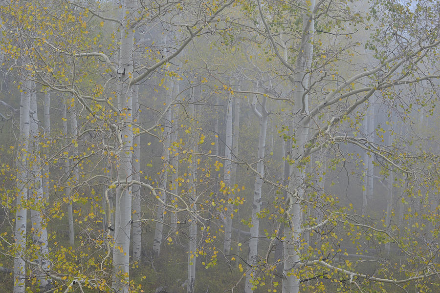 Fog Adorns Aspen Grove along Dallas Creek Photograph by Ray Mathis