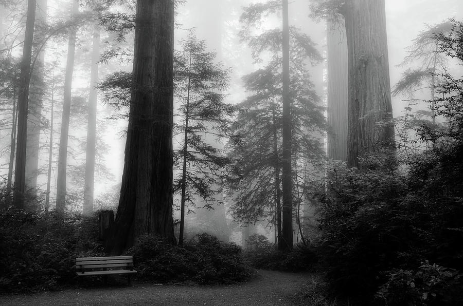 Redwood National Park Photograph - Fog Among The Redwoods by Mountain Dreams