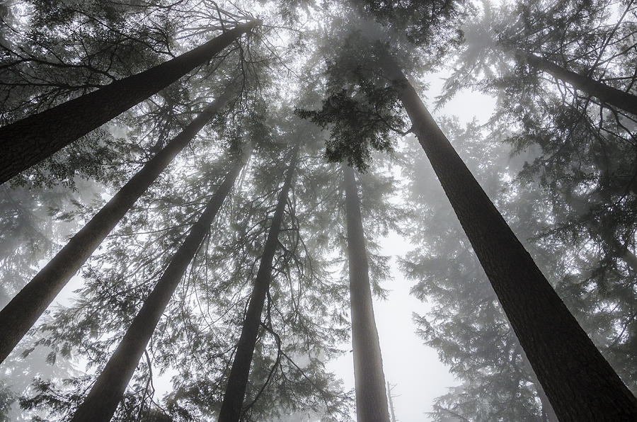 Fog Amongst the Trees Photograph by Pelo Blanco Photo