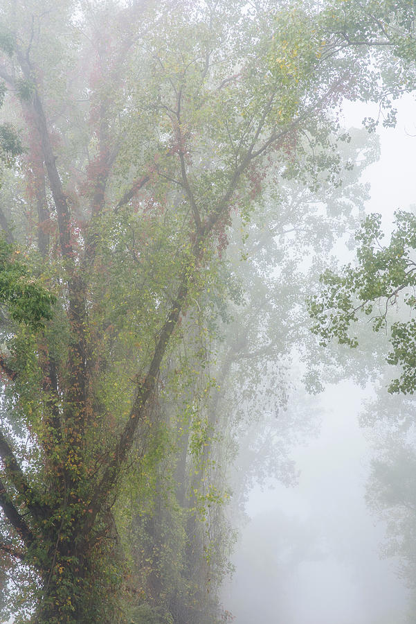 Fog and Cottonwood Photograph by Robert Potts