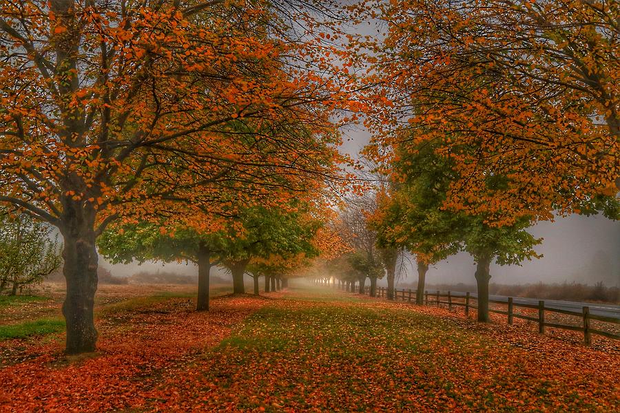 Fog and fall trees Photograph by Lynn Hopwood