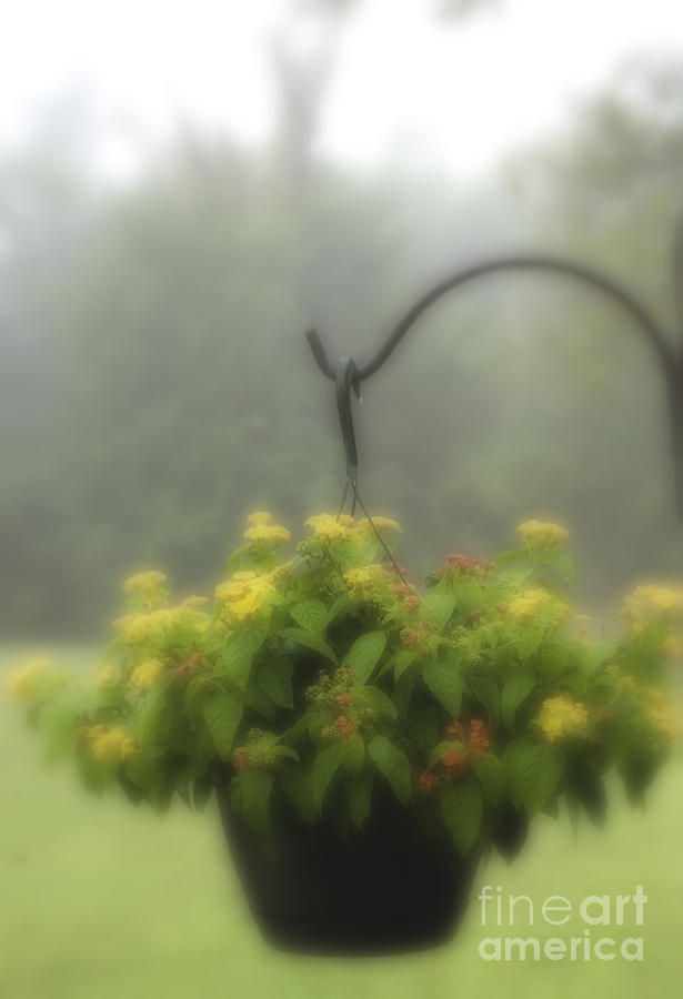 Fog and Flowers Photograph by Fred Lassmann