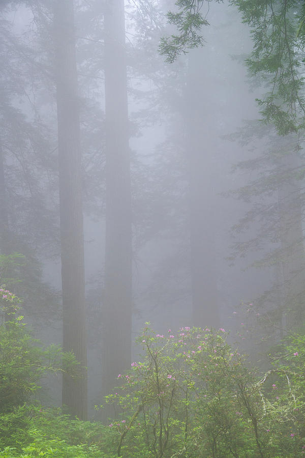 Fog and flowers Photograph by Kunal Mehra