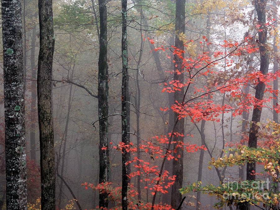 Fog and Forest Photograph by David Waldrop