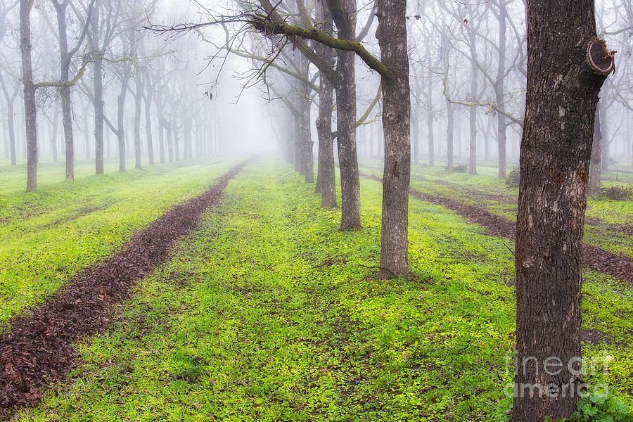 Fog and Orchard Photograph by Anthony Michael Bonafede