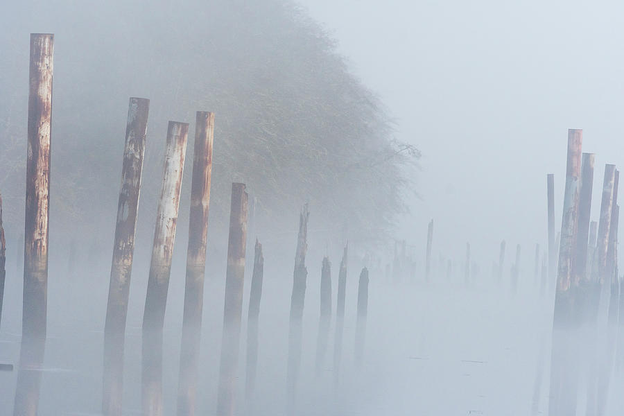 National Parks Photograph - Fog and Pilings by Robert Potts