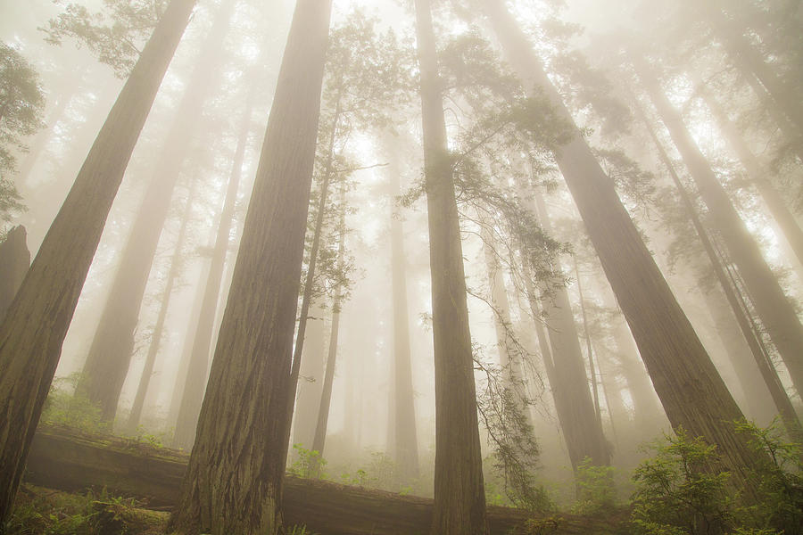 Fog and Redwoods Photograph by Kunal Mehra