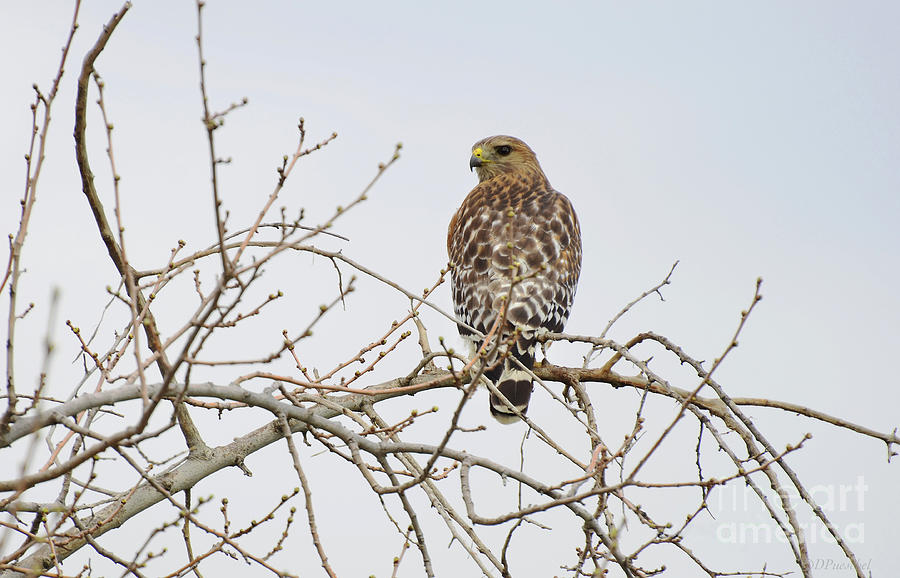 Fog And The Coopers Hawk Photograph