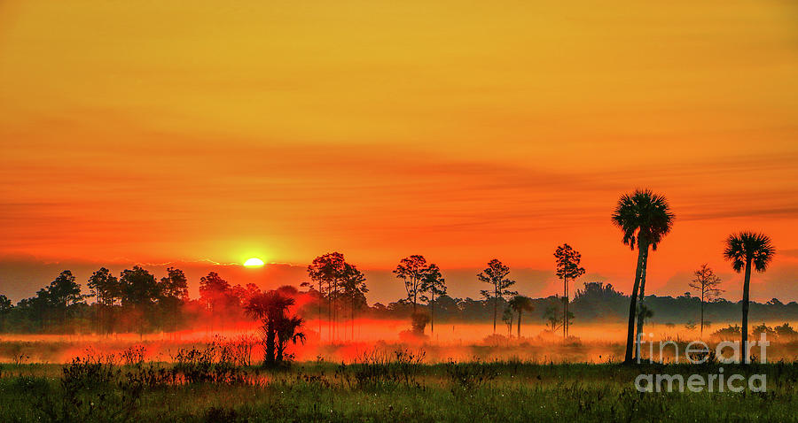 Fog and Trees at Sunrise Photograph by Tom Claud