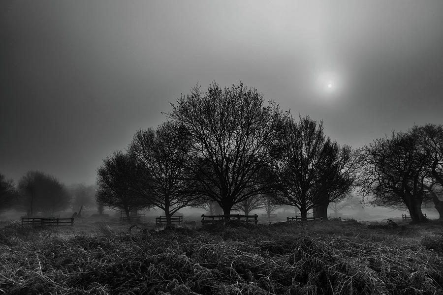 Fog and Trees Photograph by Nick Bywater