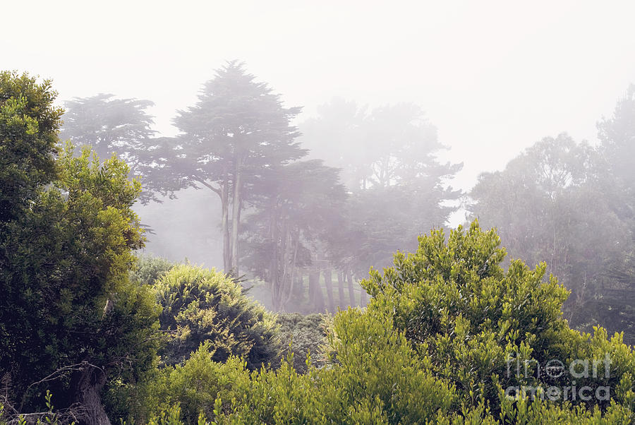 Fog at lands end Photograph by Cindy Garber Iverson