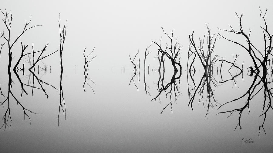 fog Photograph by Crystal Socha