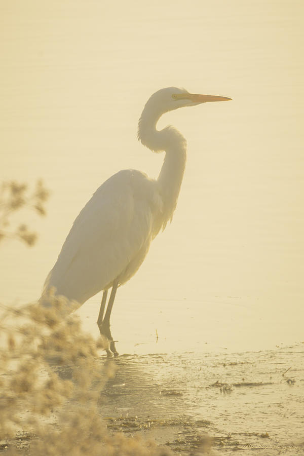 Fog Frost and a Great Egret at sunrise Photograph by Albert Seger