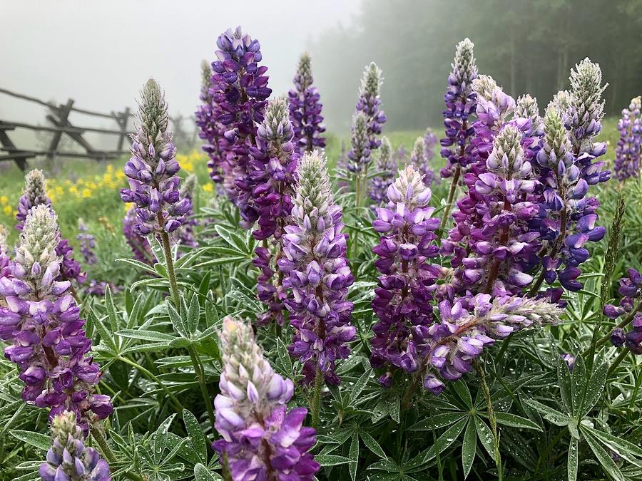 Fog in Full Bloom Photograph by Diane Mintle