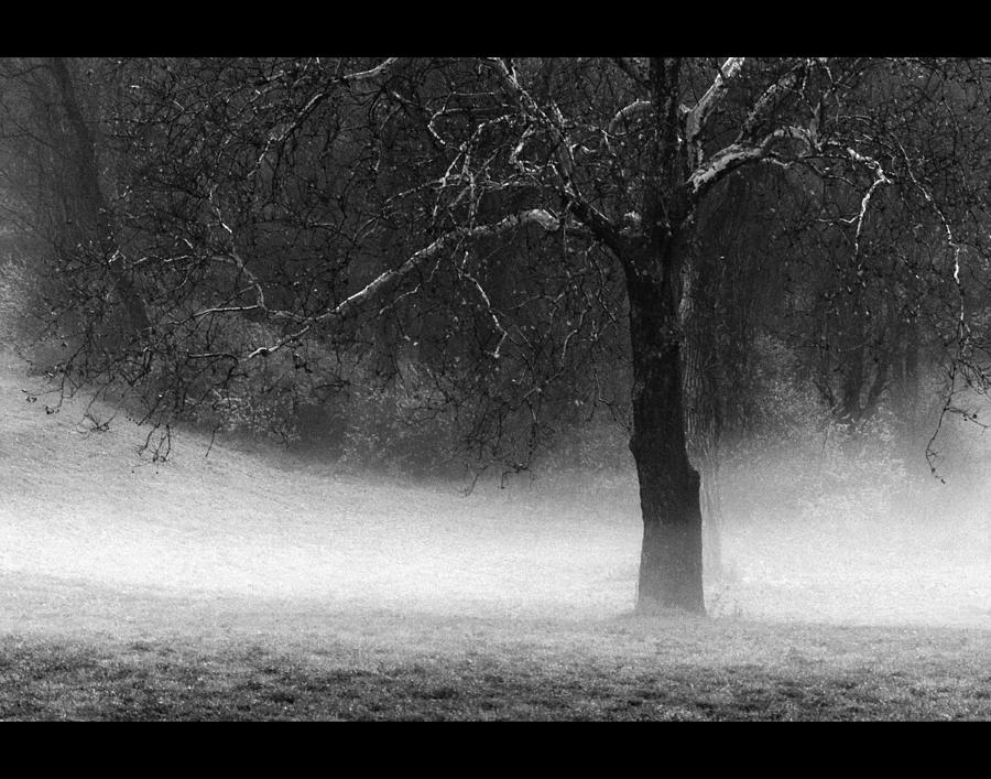 Fog in Kansas Photograph by Don Wolf - Fine Art America