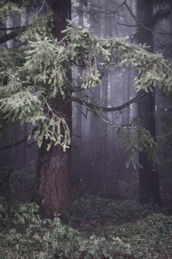 Nature Photograph - Fog In The Forest by Jeanette C Landstrom