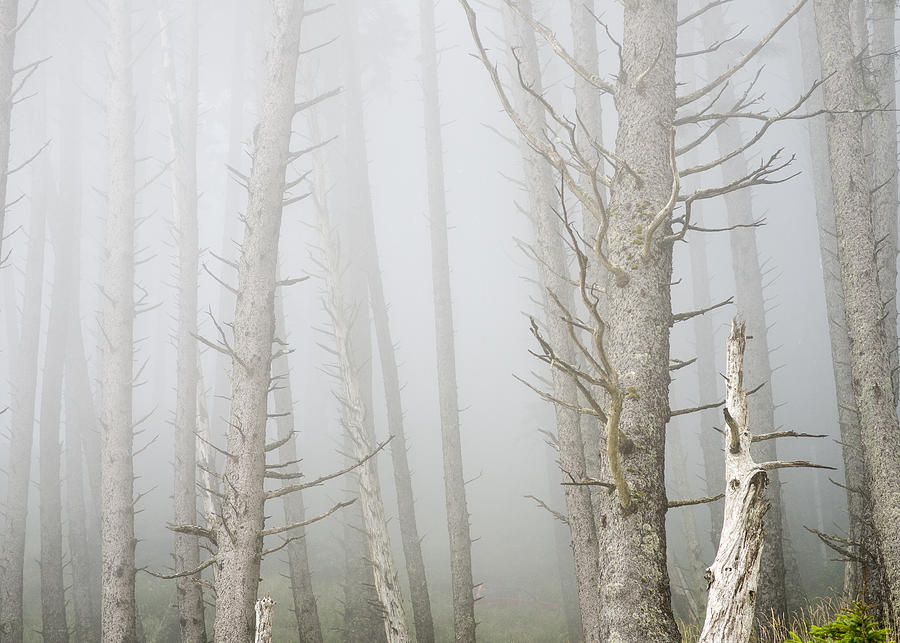 Tree Photograph - Fog in the Forest by Robert Potts