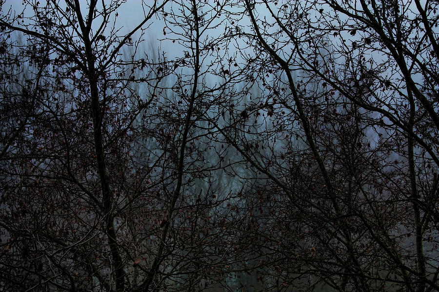 Tree Photograph - Fog in the Trees by Angel Jesus De la Fuente