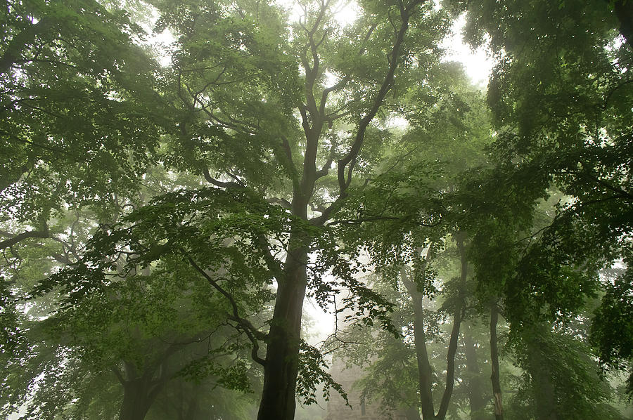 Fog in the treetops. Photograph by Elena Perelman