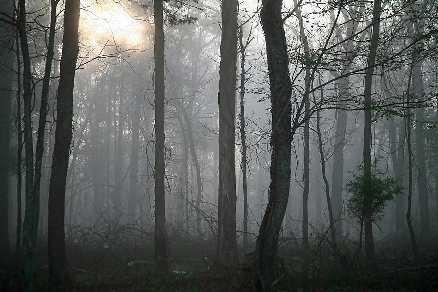 Tree Photograph - Fog in the Woods by James Jones