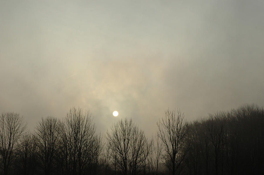 Fog in the woods sunrise Photograph by LeeAnn McLaneGoetz McLaneGoetzStudioLLCcom