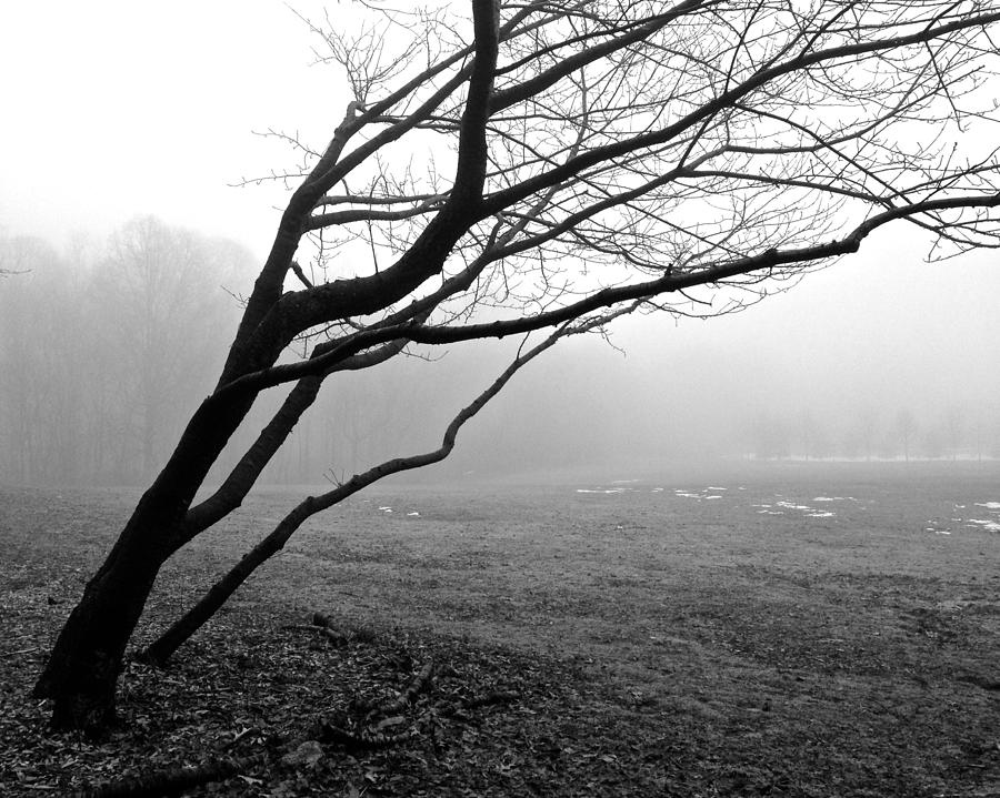 Fog in Veterans Park Photograph by Polly Castor