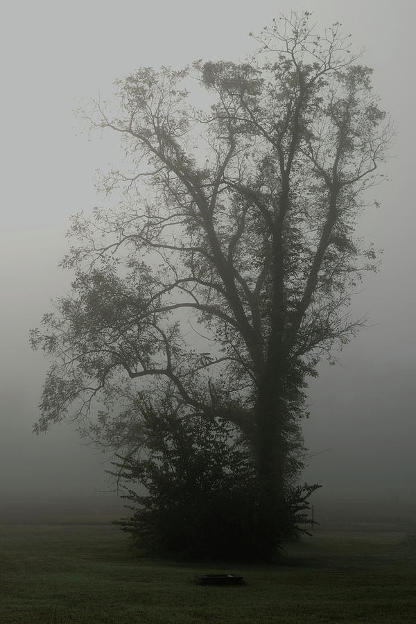 Fog Photograph by Karen Harrison Brown