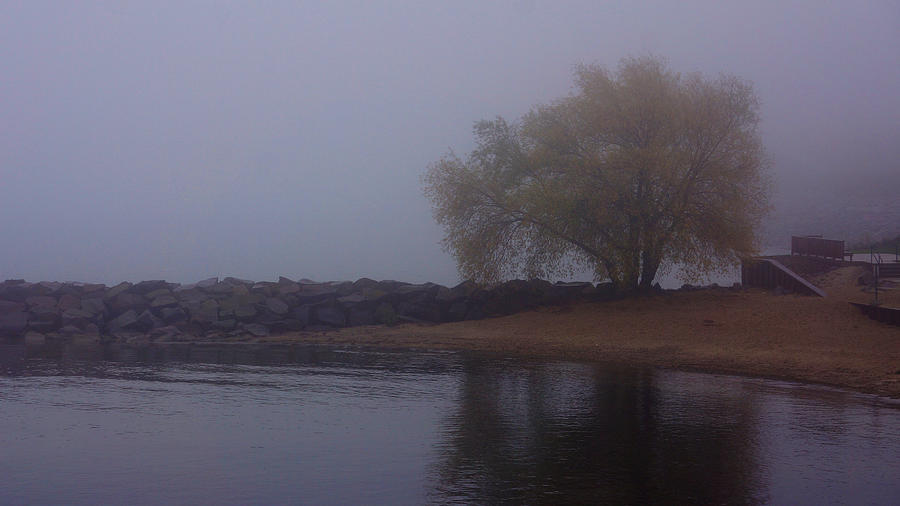 Fog Lake Tree Photograph by Brooke Bowdren