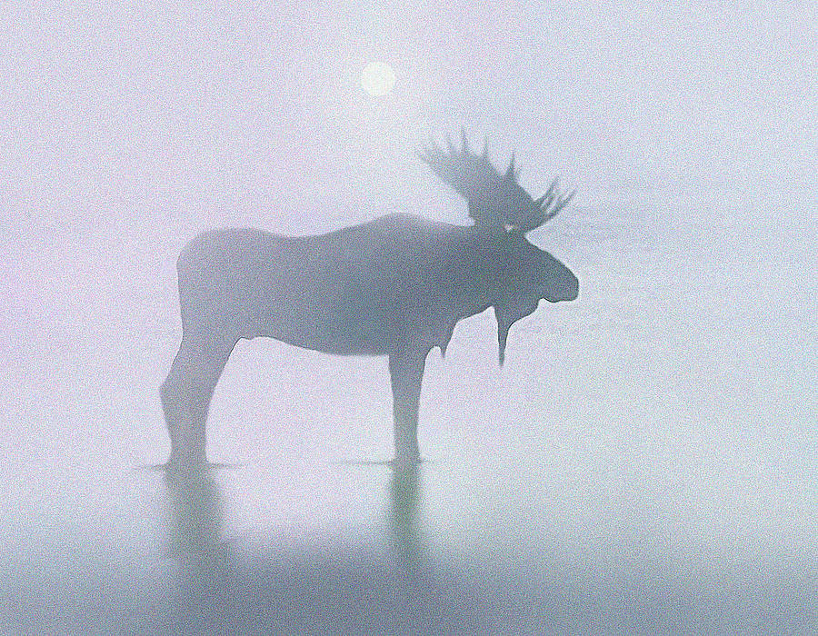 Moose Painting - Fog Moose by Robert Foster