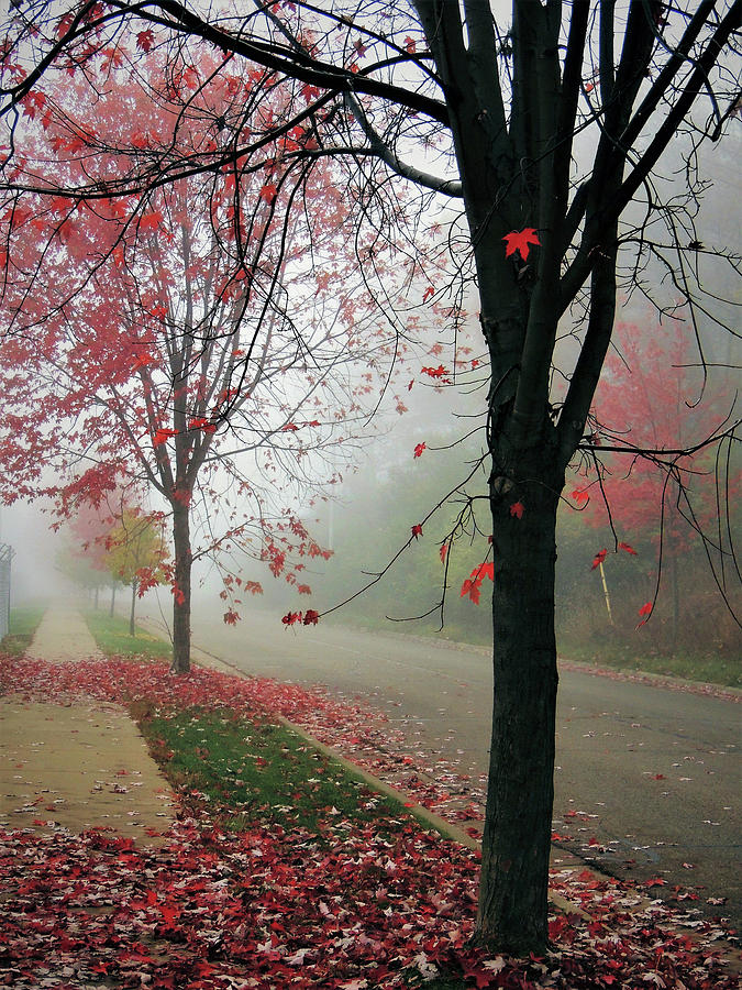 Fog On A November Morning Photograph