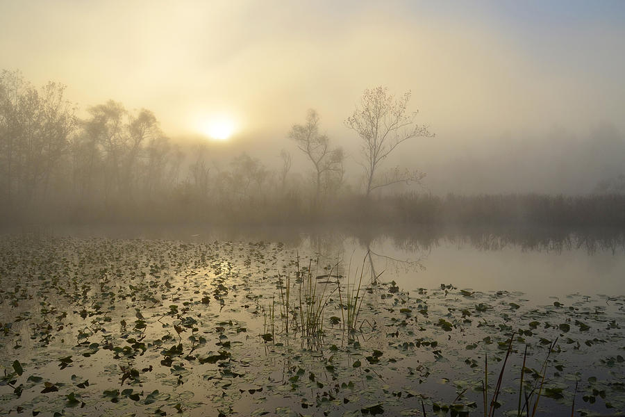 Fog On The Beaver Marsh Photograph by Ann Bridges