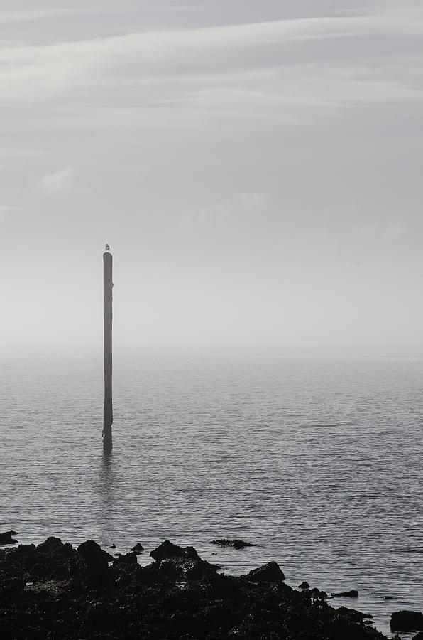 Fog on the Cape Fear River on Christmas Day 2015 by Willard Killough III Fog on the Cape Fear River on Christmas Day 2015 by Willard Killough III